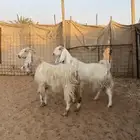 معزا دفيع تم البيع