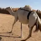خلفه منيح طيبه