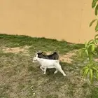 ماعز قزمي