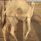 لبيع قعود عمره 7شهور