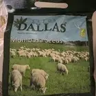 بذور بونيكام مومباسا