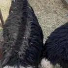 طليان نجد
