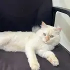 قط هملايا للبيع مستعجل