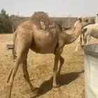 بكره حمراء سمين. جدآ جدآ جدآ شرط