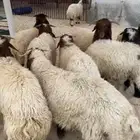 طليان نعيم