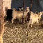 معززا