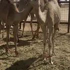 قعدان للبيع