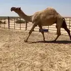 شعلا كفو لقحه عمرها طيب وشكلها طيب وانتاجها طيب