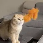 انثى سكوتش دبل فولد