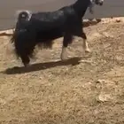 عنز عارضيه كفو دافع