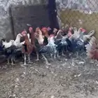 للبيع ديوك العدد 34
