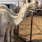 للبيع بكره لوفا