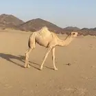 للبيع أبكار
