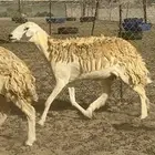 غنم حرية رخال حررش مراح واحد 32 تحتها 3 بلفحل