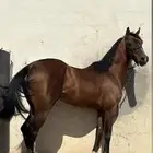 حصان واهو خط سبق