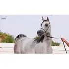 فرس واهو مكس (مبيوعه)