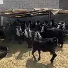 معزه عوارض مع فحلين