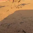 للبيع بكره رمانيه