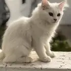 قطط للتبني