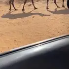للبيع خلفه مجهم