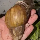 حلزون أفريقي كبار 2