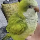 مفقود كويكر في الكعكيه الشوقيه من عند السوق الي يلقه له 300