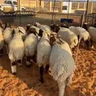 بهم نعيم