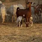 عرض اليوم فاخر عنز تحتها اثنين تيوس دهما فاخره