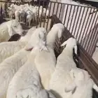 جذعان حريات الطايف