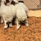 بهم نعيم