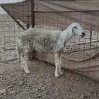 للبيع حريه حرشاا