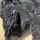 عرب ذبايح