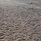 رخال حريات