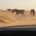 مهر شعبي