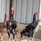 اثنين ديوك شامو