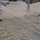 قعود كفو بالحيل