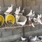 حمام لبيع مشاكل فرنسي وعادي