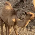 قعود للبيع العمر 3شهور