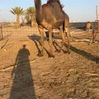 قعود فحل مجهم