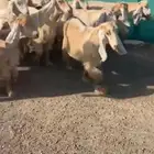 جفرات عوارض صفر نوادر