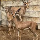 مطلوب غزال الادمي