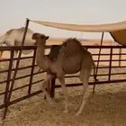 قعود فل شحم