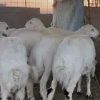 خرفان للبيع