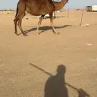 ناقة لقحه للبيع