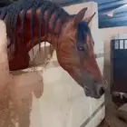 خيل