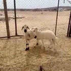 شاه تحتها رخل
