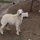 طليان