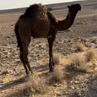قعود