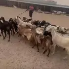 العدد 25 فحلها عنقان كلها جذعه ثنيه رباع