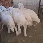 غنم حري